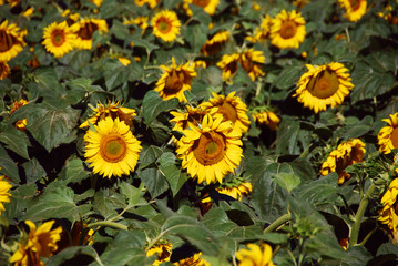 Fototapeta na wymiar Sunflowers Meadow, Tuscany