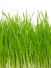 Fototapeta na wymiar grass on white