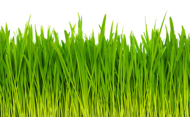 grass