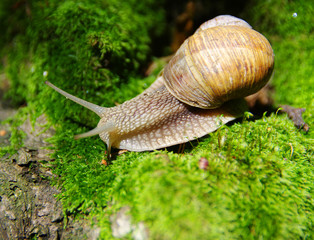 snail