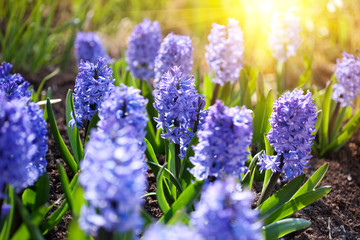 Bluebells  closeup in a garden in spring