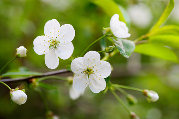 Spring cherry blossoms in natural background