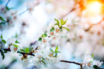 Spring cherry blossoms in natural background