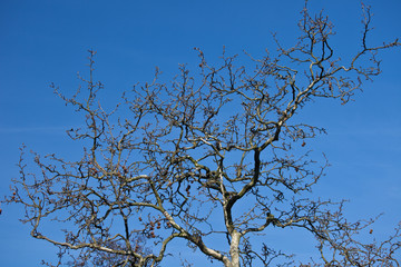 Baum