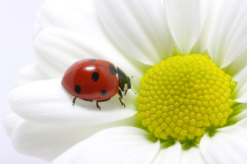 ladybug
