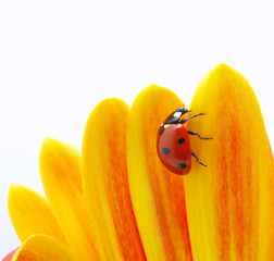 ladybug