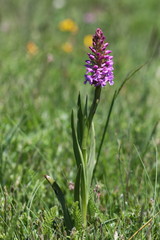 orchis moucheron - pyrenees orientales