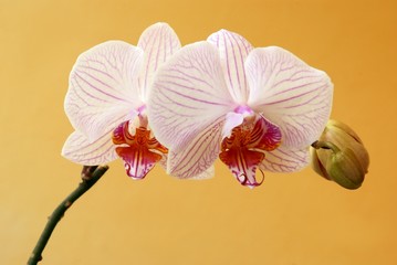 pink orchid on yellow background