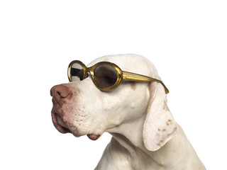 Modischer Hund