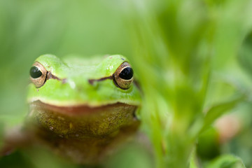 Little green frog