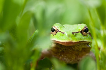Little green frog