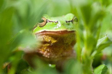 Little green frog