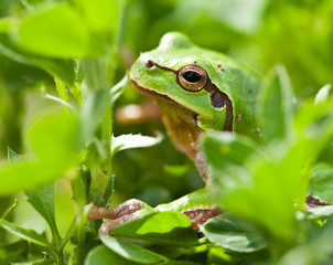 Little green frog
