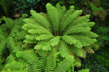 The fern