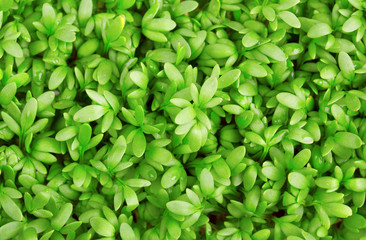 Fresh green cress close-up