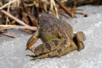 Obraz premium Frog on Ice 16