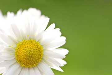 pâquerette, Bellis perennis,fleurs,blanche © cdrcom