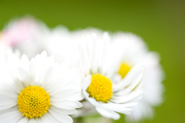 pâquerette, Bellis perennis,fleurs,blanche © cdrcom