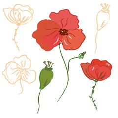 Sketch of poppy flower and seeds