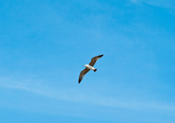 Marine gull