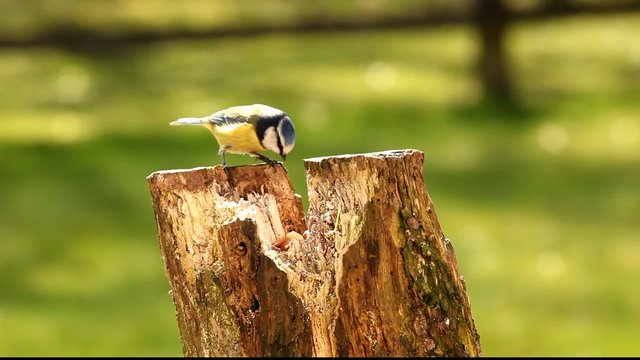 Blue tit on tree stump eating
