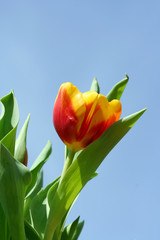 Spring tulips