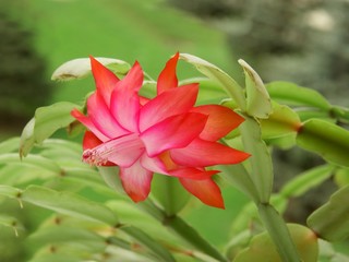 succulent plant and amaranthine flower