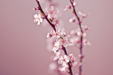 Kirschblüte - Junge Kirschzweige mit Blüten vor weichem Hintergrund