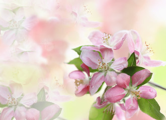 Floral Background