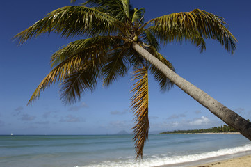 France, Martinique, plage des Salines