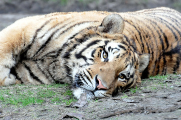 Das Tigerbild: der Tiger liegt entspannt auf dem Boden und schaut