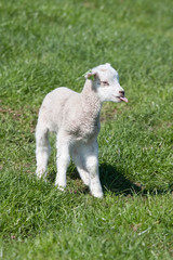 Young lamb with sweet tiny tongue