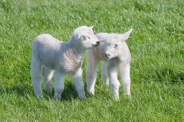 Fototapeta premium Satisfied Young lambs in the pasture at springtime