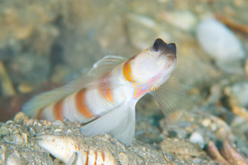 Magnus' shrimp goby