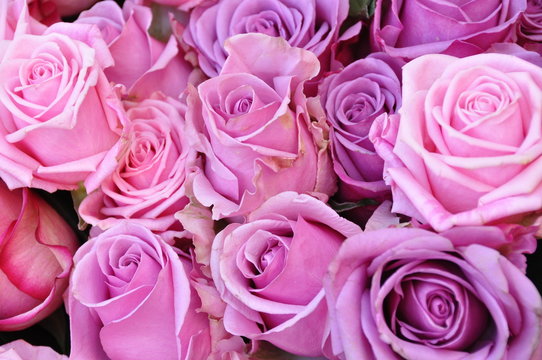 pink Rosen