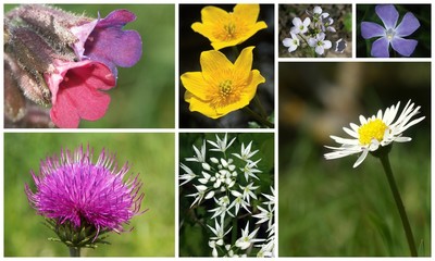 Des fleurs des champs au printemps