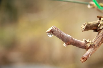 tropfende Weinrebe