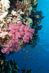 Obraz na płótnie Canvas Colourful Soft Corals
