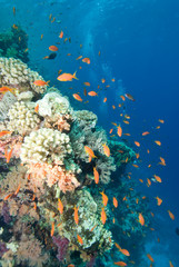 Fototapeta na wymiar Lyretail anthias and coral reef
