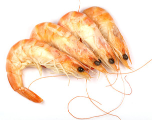 Prawns on white background