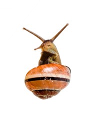 Garden snail in front of a white background