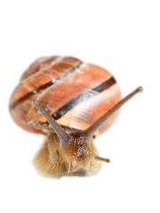Garden snail in front of a white background