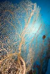 Soft coral sea fan with blue background