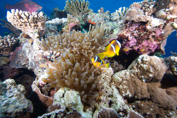 Anemone fish