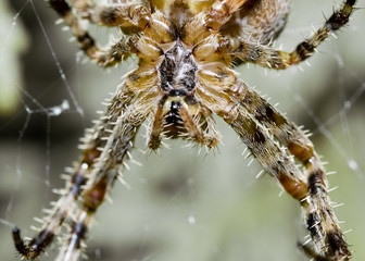 spider macro