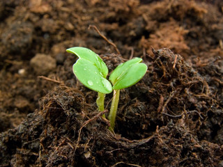 The life beginning