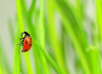 Beautiful ladybug on green leaves