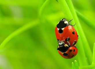 Two ladybugs lovers