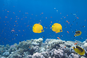 Fototapeta na wymiar butterflyfish and coral reef