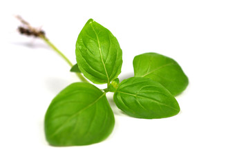 Green basil leaves on white background.